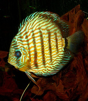 Symphysodon aequifasciatus, Diskus