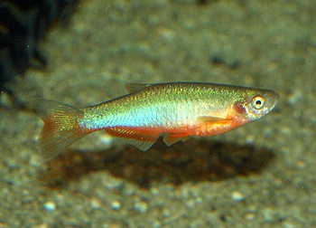 Danio roseus, Rosenb�rbling