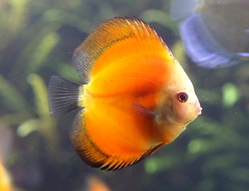 Symphysodon aequifasciatus, Diskusbuntbarsch