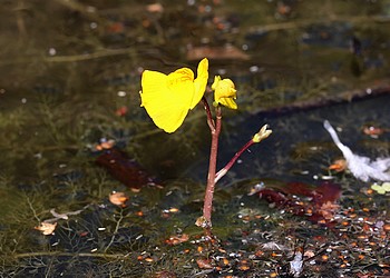 Utricularia vulgaris, Gew�hnlicher Wasserschlauch