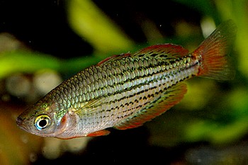 Melanotaenia maccullochi