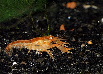 Cambarellus patzcuarensis, Oranger Zwergkrebs