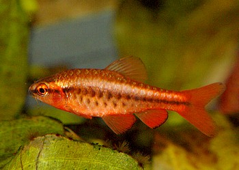 Puntius titteya, Bitterlingsbarbe Puntius titteya, Bitterlingsbarbe