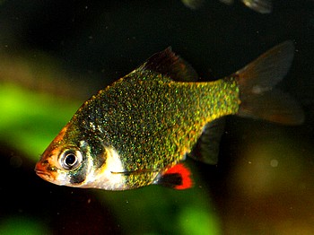 Barbus tetrazona, Zuchtform Moosbarbe Barbus tetrazona, Zuchtform Moosbarbe