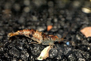 Caridina cf. cantonensis, Bienengarnele, S��wassergarnele