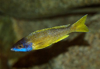 Cyprichromis leptosoma, K�rpflingsbuntbarsch