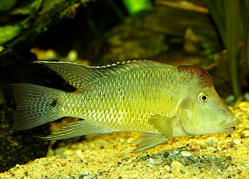 Geophagus hondae, Rotbuckel-Erdfresser Geophagus hondae, Rotbuckel-Erdfresser