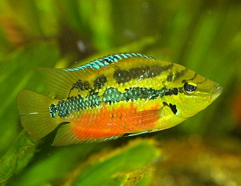 Cichlasoma salvini, Salvins Buntbarsch Cichlasoma salvini, Salvins Buntbarsch