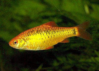 Barbodes semifasciolatus, Messingbarbe