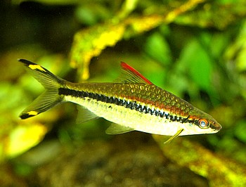 Crossocheilus denisonii, Denisonbarbe