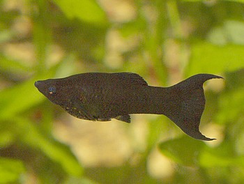 Poecilia sphenops, Black Molly