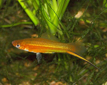 Xiphophorus helleri
