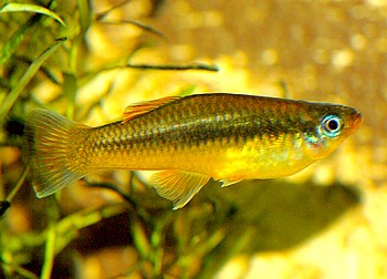 Priabella intermedia Priabella intermedia