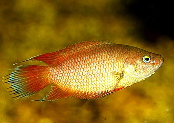 Belontia signata, Ceylon-Makropode