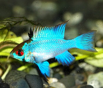 Microgeophagus ramerezi Microgeophagus ramerezi