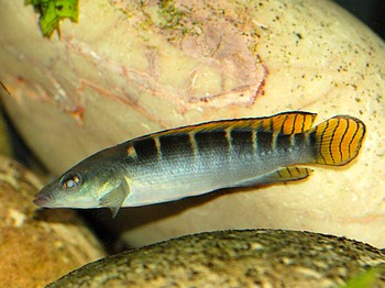 Crenicichla compressiceps Crenicichla compressiceps