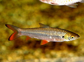 Cyclocheilichthys janthochir Cyclocheilichthys janthochir