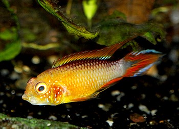Apistogramma agassizii