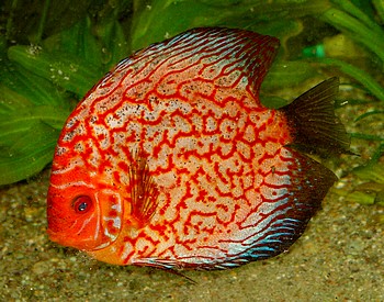 Symphysodon aequifasciatus, Diskusbuntbarsch