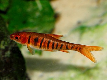 Barbus bariliodes, Blaustrichbarbe Barbus bariliodes, Blaustrichbarbe