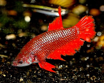 Betta splendens, Siamesischer Kampffisch