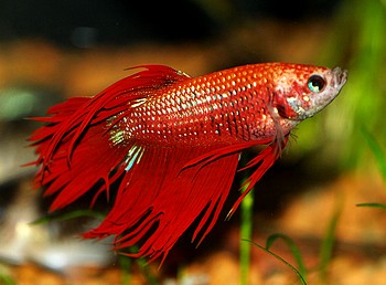 Betta splendens, Siamesischer Kampffisch