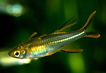 Telmatherina ladiges, Celebes Sonnenstrahlfisch