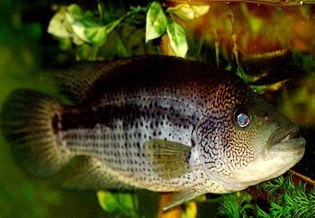 Parachromis  dovii, Leopardbundbarsch