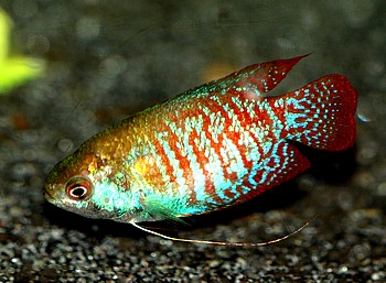 Trichogaster lalia, Zwergfadenfisch