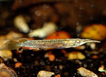 Dermogenys pusillus, Hechtk�pfiger Halbschnabelhecht