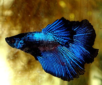 Betta splendens, Siamesischer Kampffisch