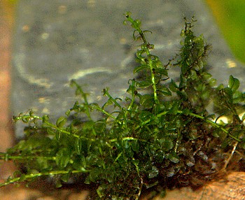 Plagiomnium cf. affine, Perlmoos