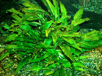 Cryptocoryne walkeri, Walkers Wasserkelch