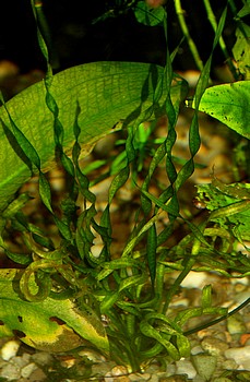 Helanthium (Echinodorus) bolivianum 'Vesuvius'