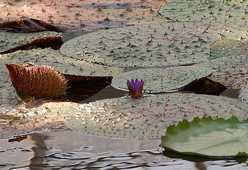Euryale ferox, Stachelseerose