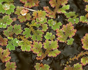 Azolla filiculoides, Karolina-Algenfarn