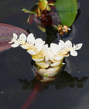 Aponogeton distachyos, Zwei�hrige Wasser�hre