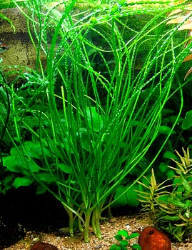 Crinum calamistratum, Krause Hakenlilie