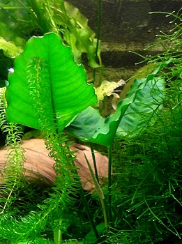 Anubias heterophylla, Verschiedenbl�ttriges Speerblatt