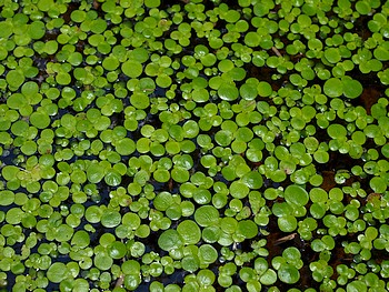 Lemna gibba, Bucklige Wasserlinse