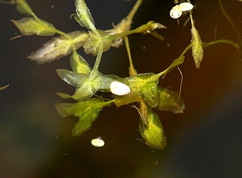 Lemna trisulca, Dreifurchige Wasserlinse