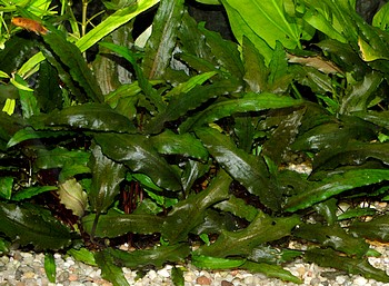Cryptocoryne wendtii, Wendts Wasserkelch