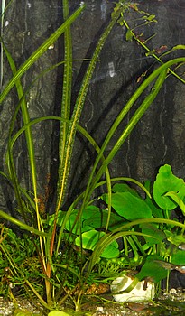 Cryptocoryne spiralis, Spiraliger Wasserkelch