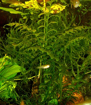 Hymenasplenium obscurum, Dunkler Streifenfarn