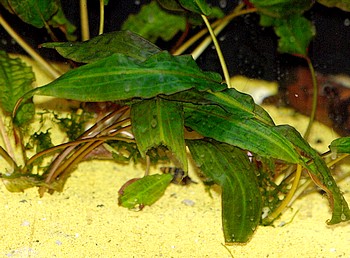 Cryptocoryne affinis, H�rtels Wasserkelch