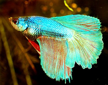 Betta splendens, Siamesischer Kampffisch