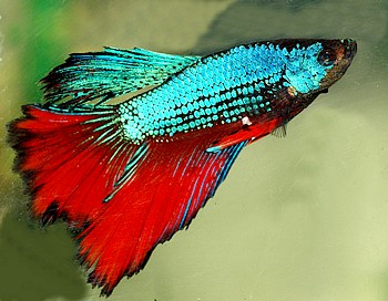 Betta splendens, Siamesischer Kampffisch