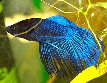 Betta splendens, Siamesischer Kampffisch
