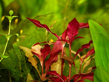 Alternathera reineckii, Schmalbl�ttriges Papageienblatt