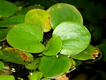 Limnobium laevigatum, S�damerikanischer Froschbiss